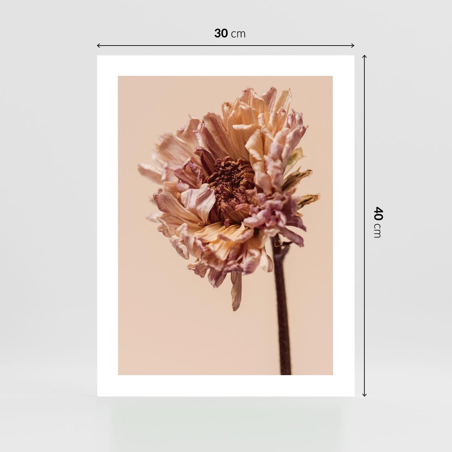 Plakat bez ramy 30x40 - Delikatne piękno - suche, kwiaty