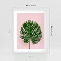 Plakat w ramie 40x50 - Monstera w Różowym Świetle - liść monstery, różowe tło - rama biała