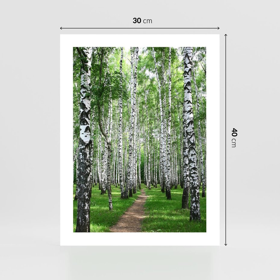 Plakat bez ramy 30x40 - Magia lasu pełnego brzóz - las, brzozy