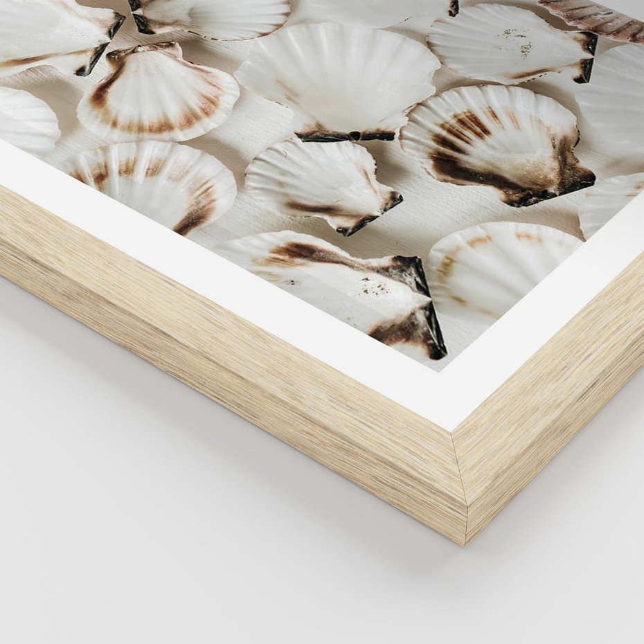Plakat w ramie 40x50 - Białe Muszle - białe muszle, ujęcie z góry - rama drewno
