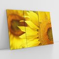 Obraz na płótnie 120x80 - Słoneczniki: Promień nadziei - słoneczniki, kwiaty