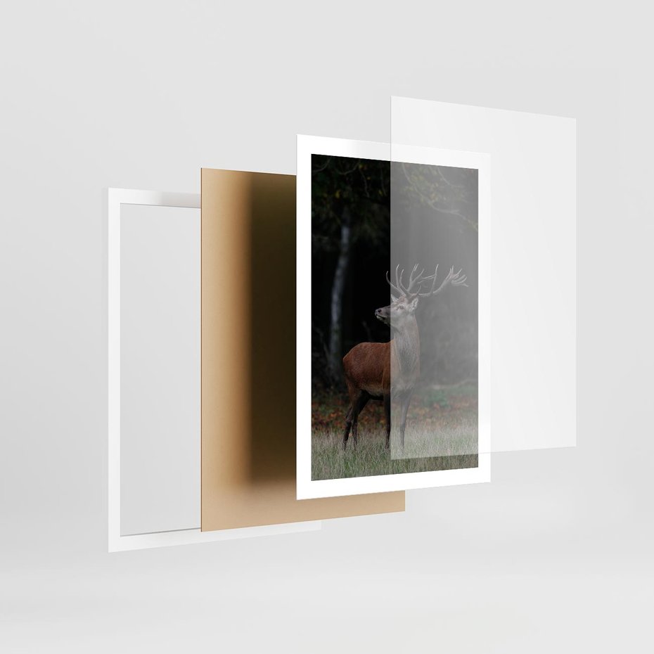 Plakat w ramie 50x70 - Spotkanie z naturą - jeleń, las - rama biała