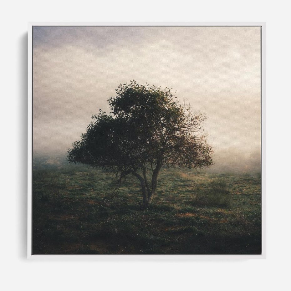 Obraz w ramie 50x50 - Zamglona Prostota - artystyczna fotografia, samotne drzewo na zamglonej łące - rama biała