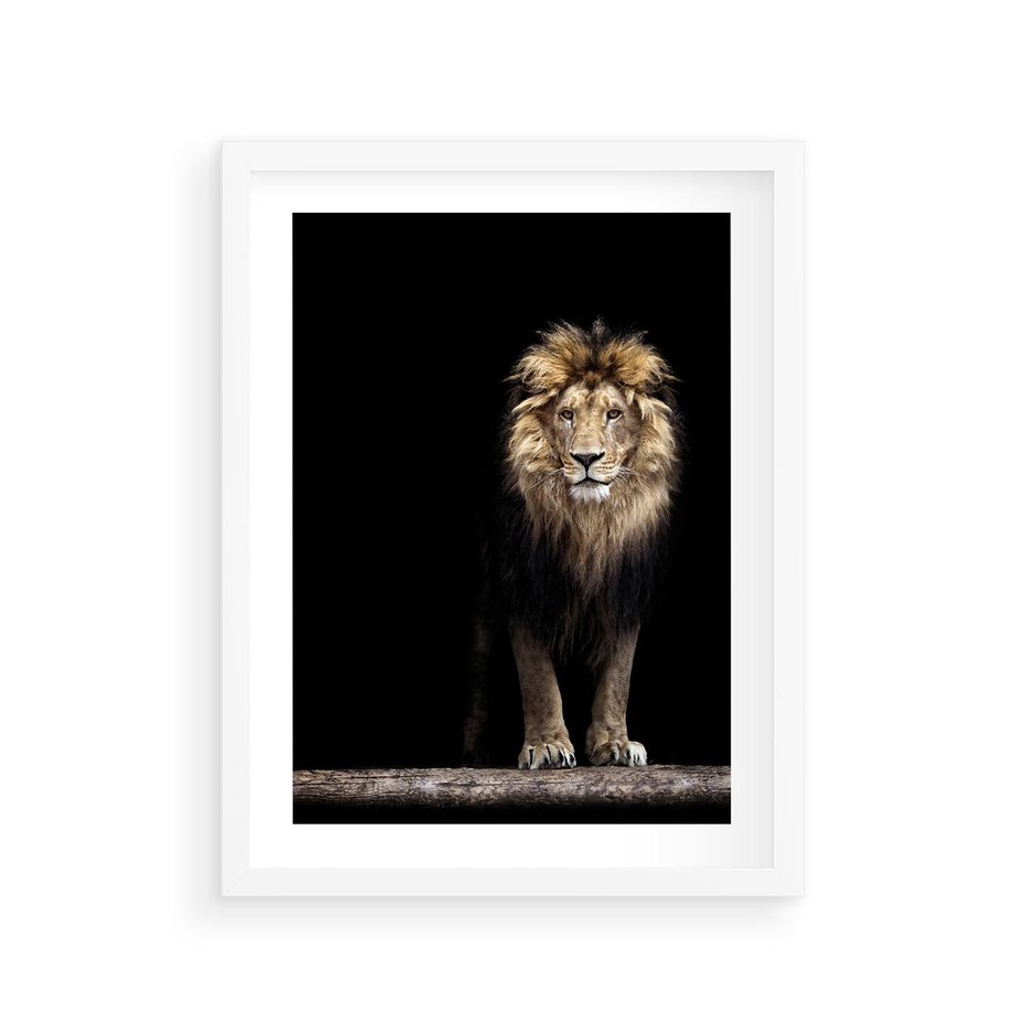 Plakat w ramie 30x40 - Lew: dzikie piękno natury - lew, dzikie - rama biała