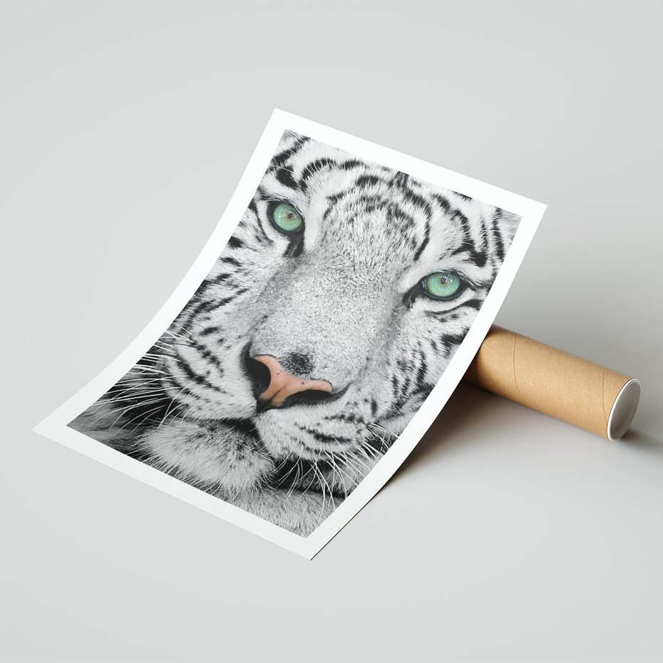 Plakat bez ramy 21x30 - Magia Białego Tygrysa - biały, tygrys