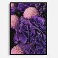 Obraz w ramie 70x100 - Fioletowa hortensja - kwiaty, hortensja - rama czarna