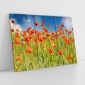Obraz na płótnie 120x80 - Delikatne maki na kolorowej łące - mak, maki