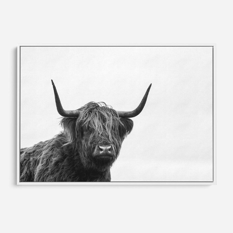 Obraz w ramie 100x70 - Moc i Spokój - amerykańskie bydło, byk - rama biała