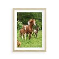 Plakat w ramie 30x40 - Galopujące konie - konie, galop - rama drewno