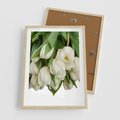 Plakat w ramie 50x70 - Białe tulipany w pełnym rozkwicie - białe, tulipany - rama drewno
