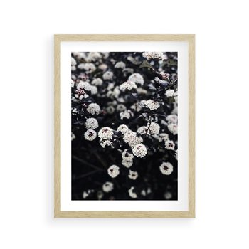 Plakat w ramie 30x40 - Białe Kwiaty na Kwitnącym Krzewie - białe kwiaty, kwitnący krzew - rama drewno