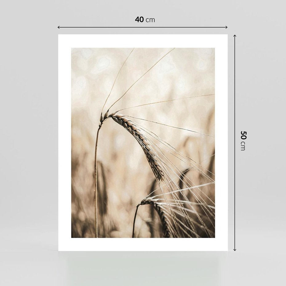 Plakat bez ramy 40x50 - Źdźbło Pszenicy: Blisko Natury - źdźbło pszenicy, pszenica