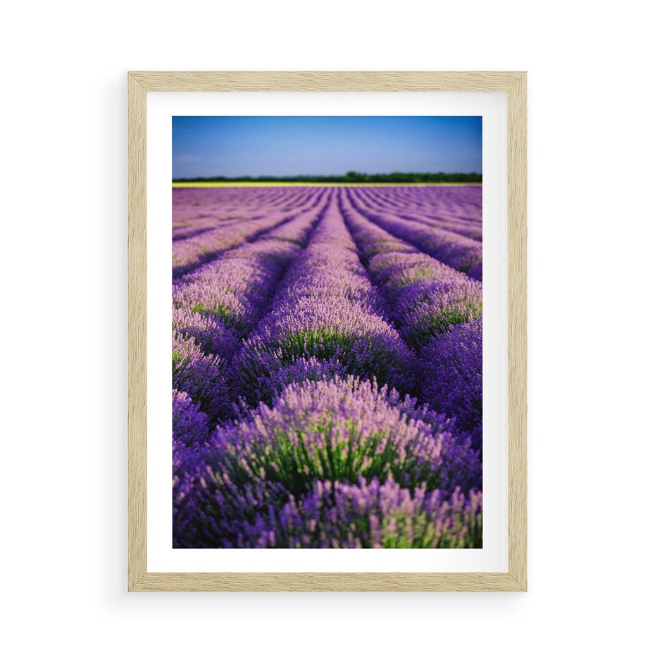 Plakat w ramie 50x70 - Malownicze Pole Lawendy - lawenda, pole - rama drewno