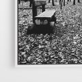 Obraz w ramie 80x120 - Spadające Liście - czarno białe zdjecie, park - rama biała