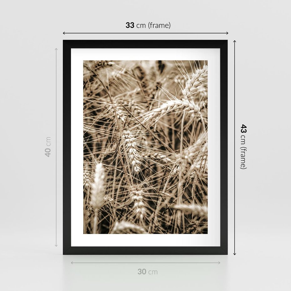 Plakat w ramie 30x40 - Zbliżenie na Kłosy Zboża - zboża, kłosy zboża - rama czarna