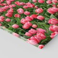Obraz na płótnie 60x60 - Tulipanowe Elegancja - tulipany, kwiat