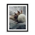 Plakat w ramie 50x70 - Makro Dmuchawiec - dmuchawiec, zbliżenie - rama czarna
