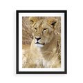 Plakat w ramie 40x50 - Potęga lwów w Afryce - lew, lwica - rama czarna