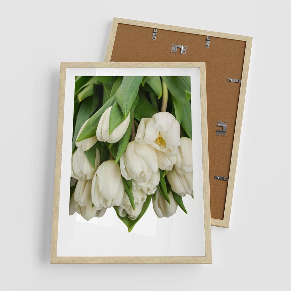 Plakat w ramie 50x70 - Białe tulipany w pełnym rozkwicie - białe, tulipany - rama drewno