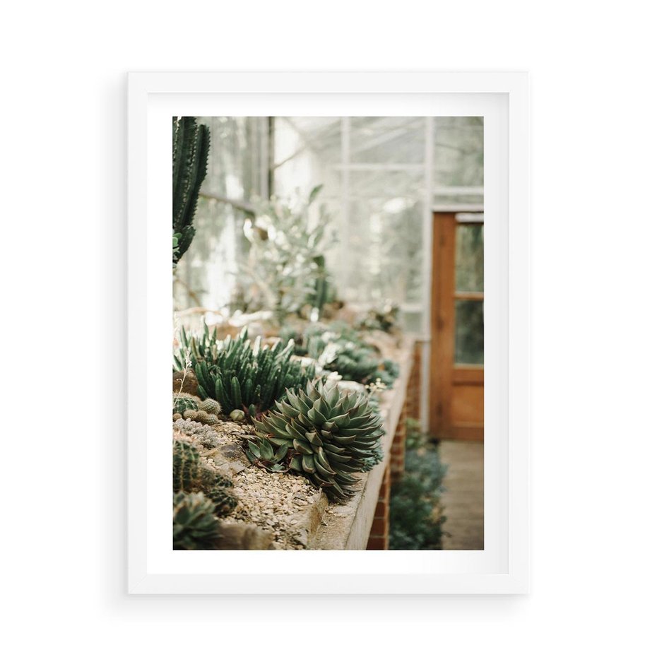 Plakat w ramie 50x70 - Sukulenty w Szklarni - sukulenty, w szklarni - rama biała