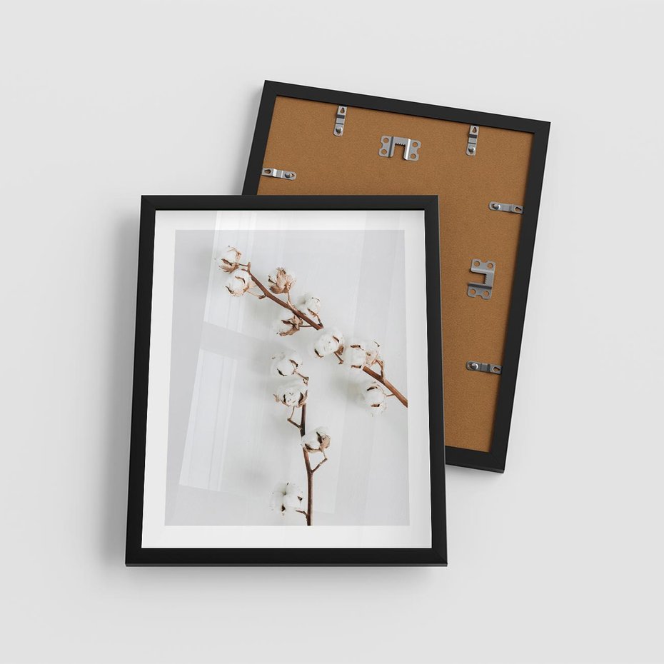 Plakat w ramie 40x50 - Gałęzie Bawełny na Białym Tle - gałęzie bawełny na białym tle, minimalizm - rama czarna
