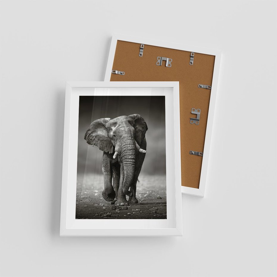Plakat w ramie 30x40 - Majestatyczny słoń Afryki - słoń, Afryka - rama biała