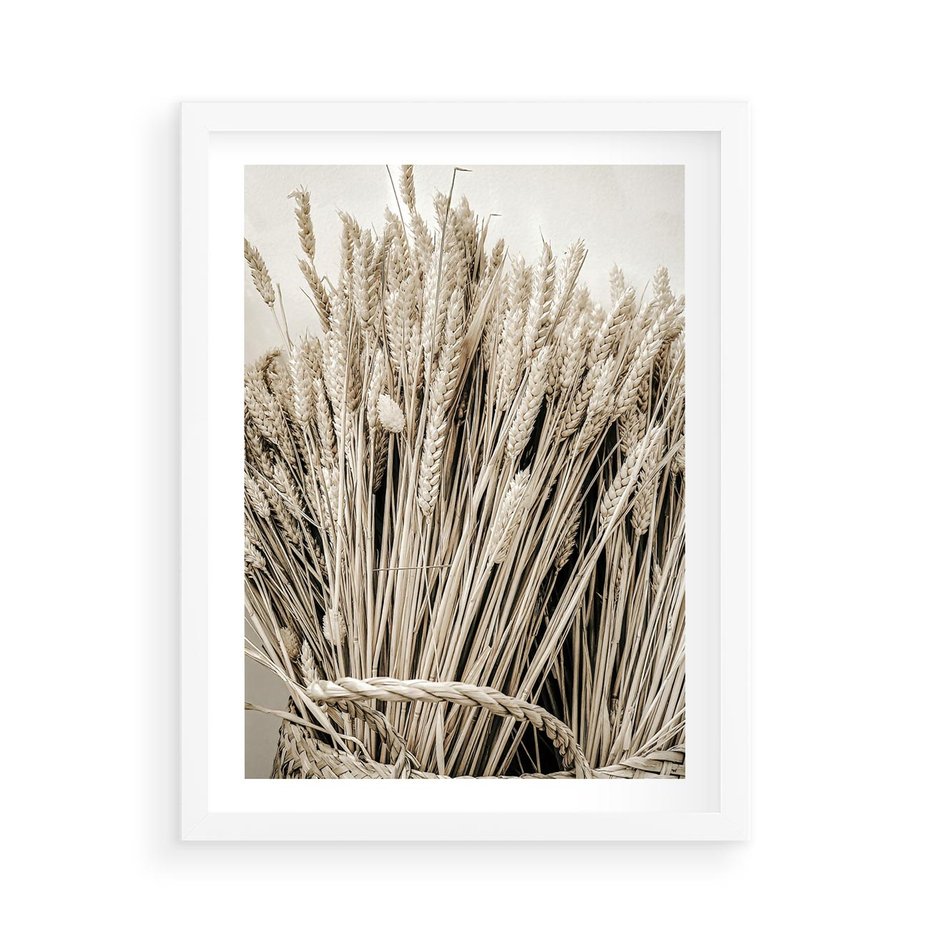 Plakat w ramie 50x70 - Letni Plon - zboże, kłosy zboża - rama biała
