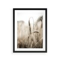Plakat w ramie 30x40 - Kłosy Pszenicy w Sepii - zboże, kłos pszenicy - rama czarna