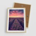 Plakat w ramie 50x70 - Różowe Niebo nad Polami - pola lawendy, zachód słońca - rama drewno