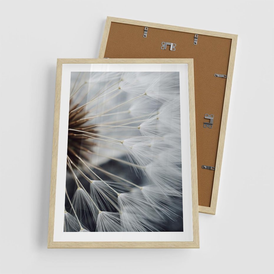 Plakat w ramie 50x70 - Dmuchawce w Naturze - dmuchawiec, zbliżenie - rama drewno