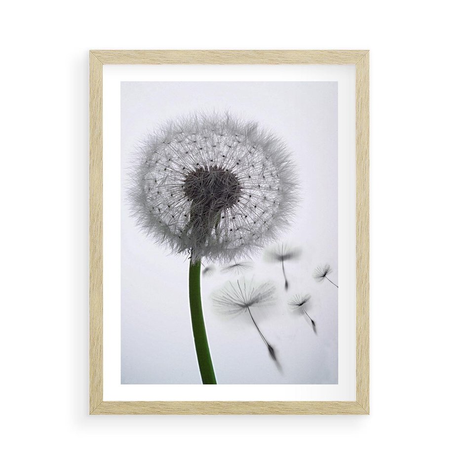 Plakat w ramie 50x70 - Lekkość Przemijania - dmuchawiec, makro - rama drewno