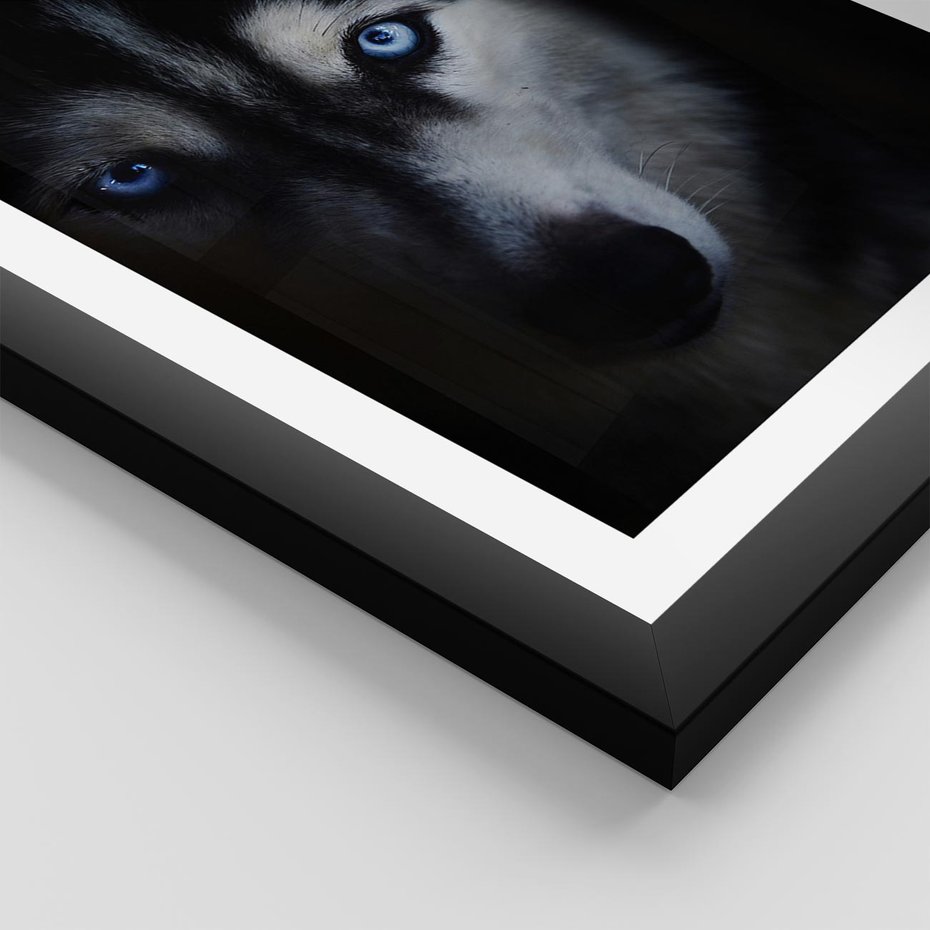 Plakat w ramie 50x70 - Wilk i husky: siła przyjaźni - wilk, husky - rama czarna