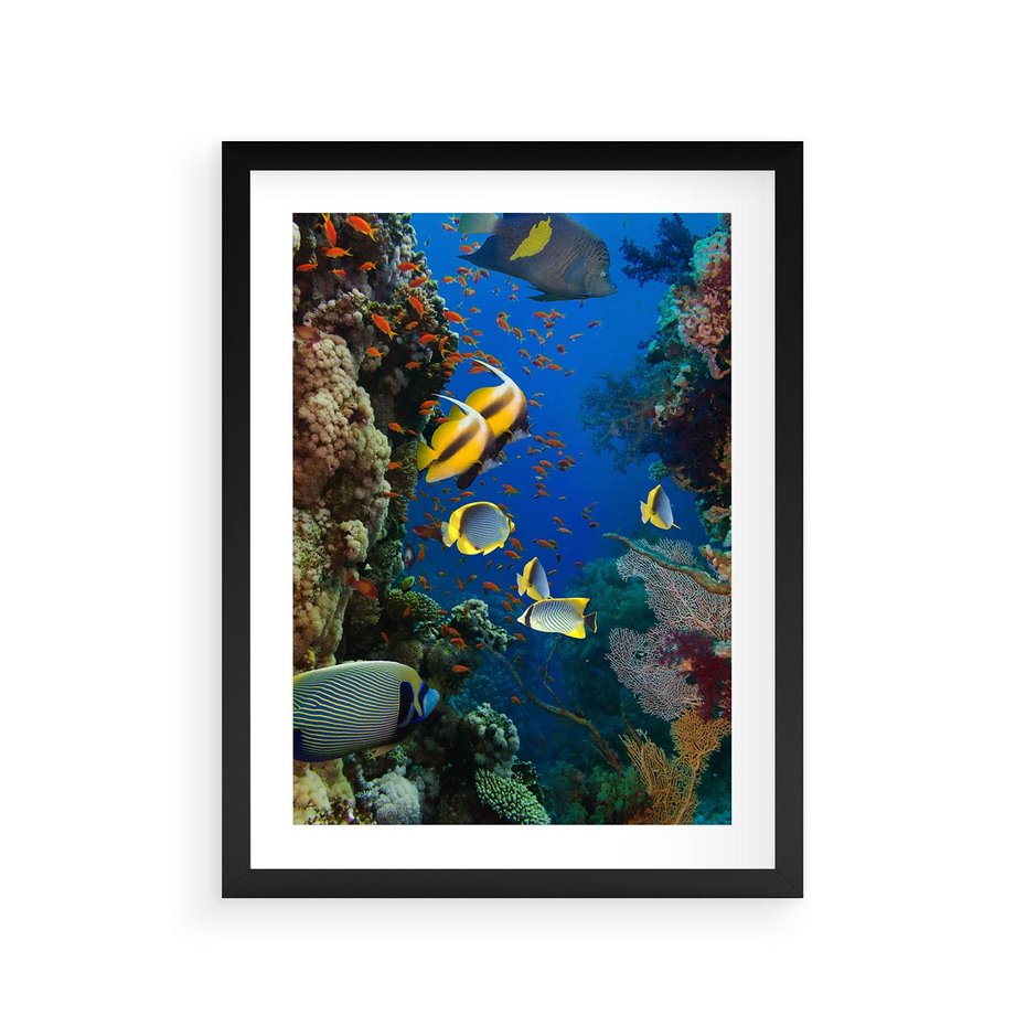 Plakat w ramie 30x40 - Podwodne królestwo rafy koralowej - rafa, koralowa - rama czarna