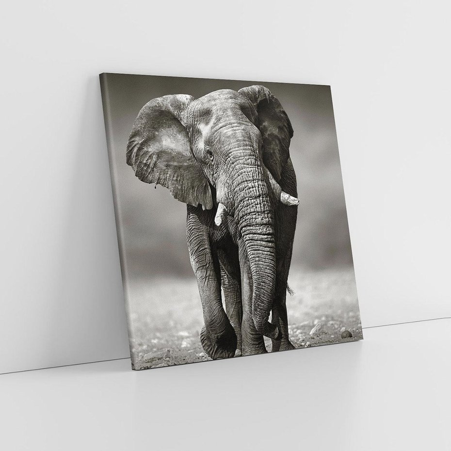 Obraz na płótnie 50x50 - Majestatyczny słoń Afryki - słoń, Afryka