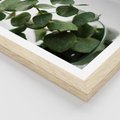 Plakat w ramie 40x50 - Zielone eukaliptusy - eukaliptus, liście - rama drewno