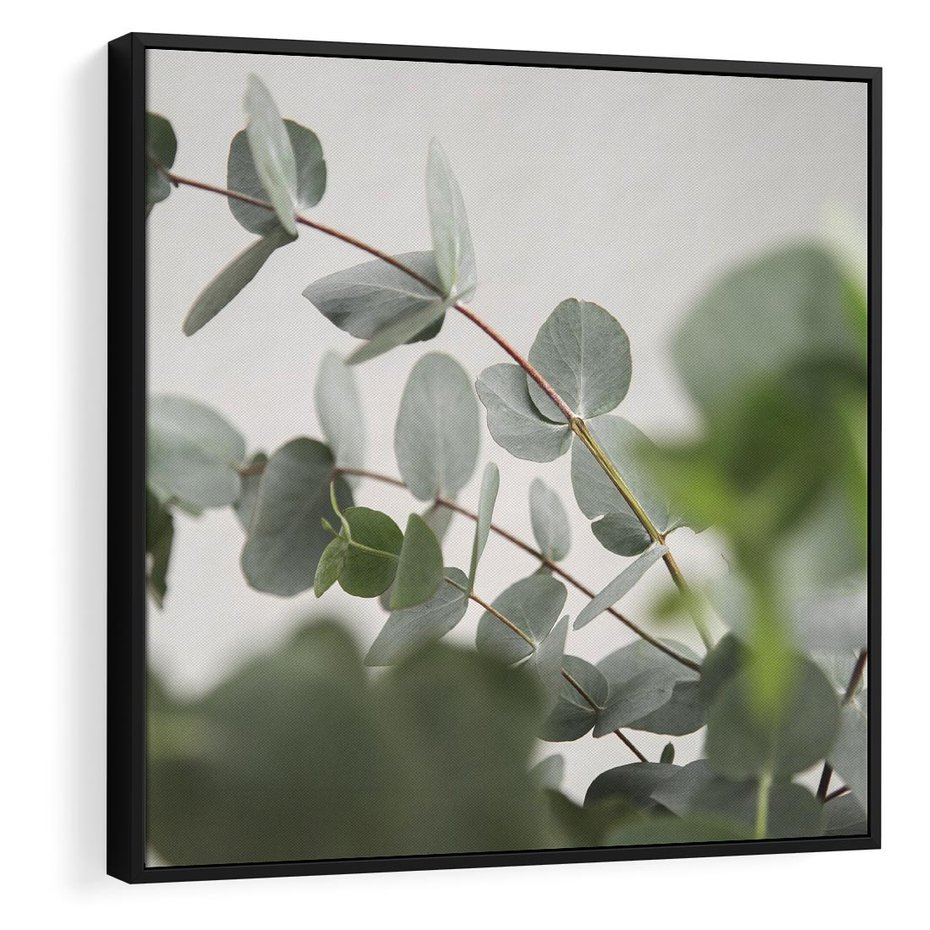 Obraz w ramie 50x50 - Liście eukaliptusa w naturze - eukaliptus, liście - rama czarna
