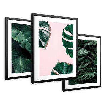 Zestaw obrazy w ramie 50x70 galeria - Monstera, liście, tło, tropikalne - rama czarna