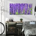 Obraz na płótnie 120x60 - Lawendowa Mgła - lawenda, kwiat
