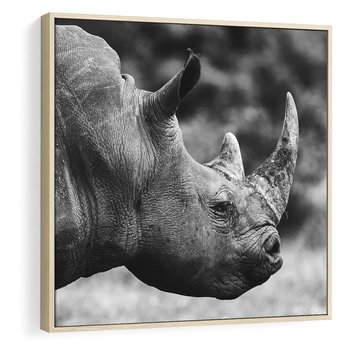 Obraz w ramie 50x50 - Potęga Afryki - czarno biała fotografia, zbliżenie na postać nosorożca - rama drewno