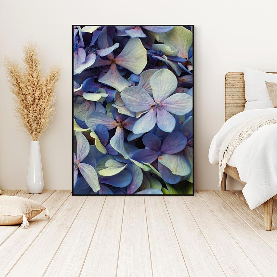 Obraz w ramie 70x100 - Hortensja - delikatność kwiatów - hortensja, kwiaty - rama czarna