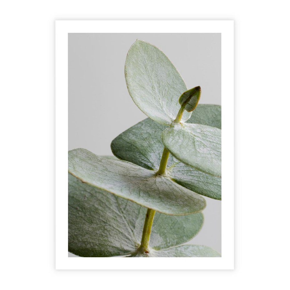 Plakat bez ramy 40x50 - Eukaliptusowa zieleń - eukaliptus, zielone