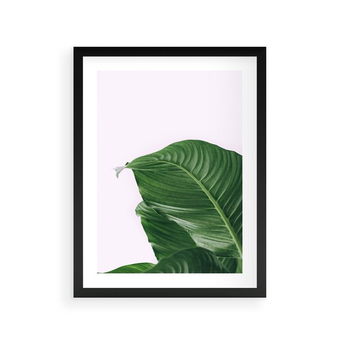 Plakat w ramie 30x40 - Zielone liście monstery - liście, monstera - rama czarna