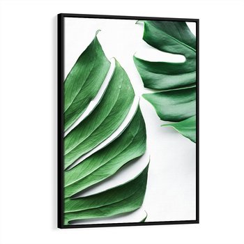 Obraz w ramie 70x100 - Monstera - Liście Kwiaty - monstera, liście - rama czarna