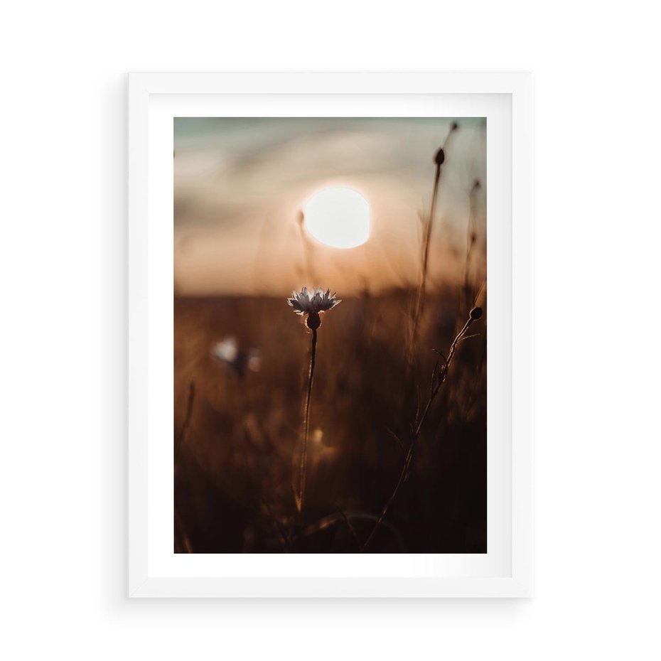 Plakat w ramie 50x70 - Spokój łąki pod zachodem słońca - zachód, słońca - rama biała