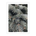 Plakat bez ramy 30x40 - Zima na Gałęziach - sosnowe gałęzie, igły