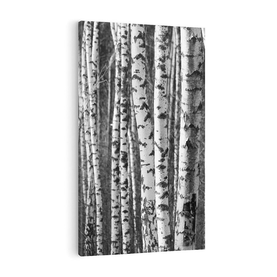 Obraz na płótnie 50x70 - Kontrast Monochromatyczny - brzozy, czarno