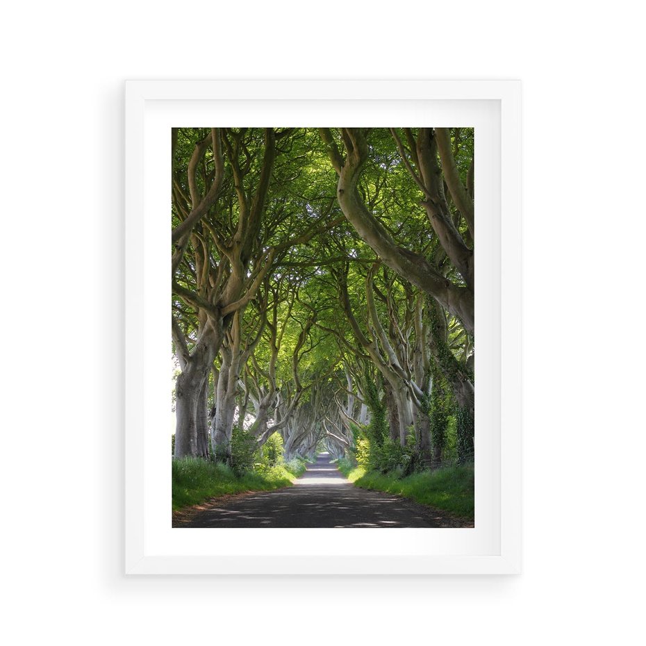 Plakat w ramie 40x50 - Magiczny Las - drzewa, las - rama biała