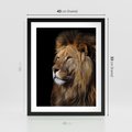 Plakat w ramie 40x50 - Władca Dzikiej Przyrody - lew, król - rama czarna