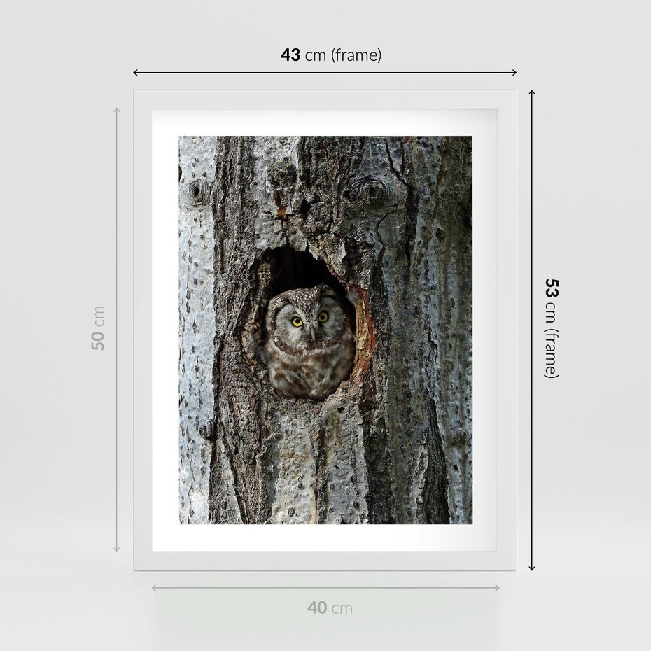 Plakat w ramie 40x50 - Tajemniczy W świecie Nocy - sowa, dziupla - rama biała