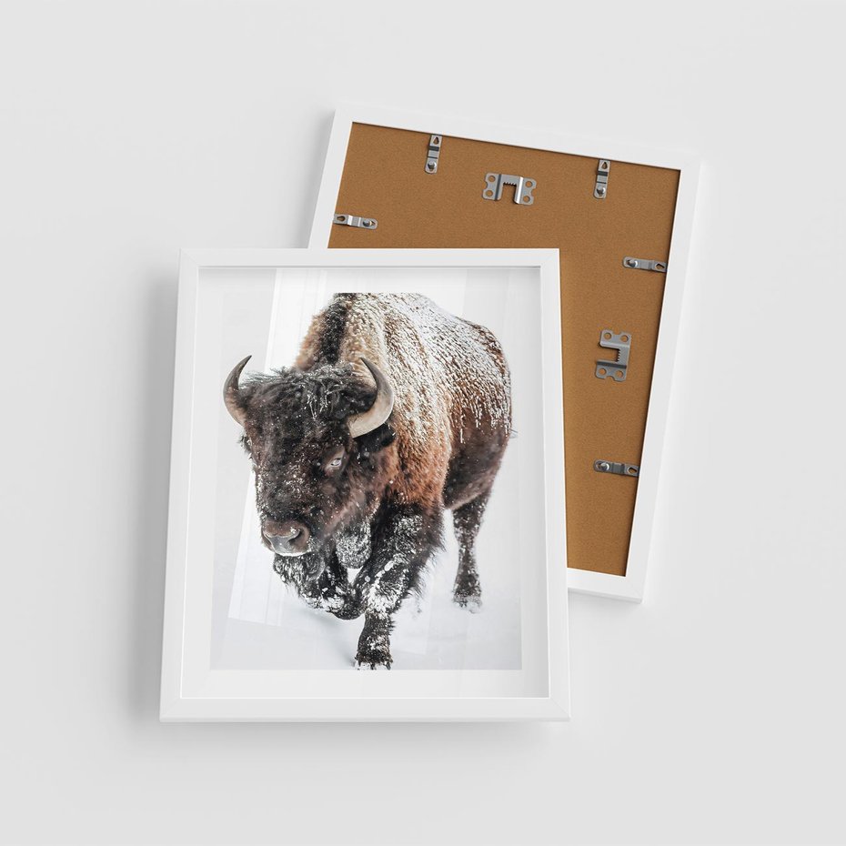 Plakat w ramie 40x50 - Zimowy Władca Puszczy - żubr, bizon - rama biała